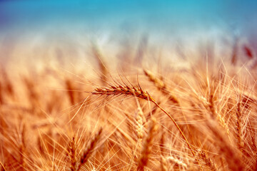 Golden wheat field at sunset. Beautiful nature