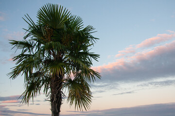 Palme mit Abendstimmung