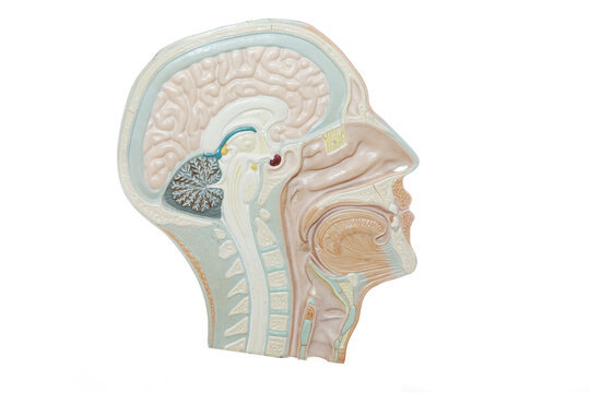 Medical anatomy and lymphatic system manikin