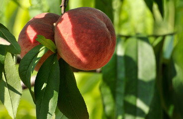 The tree of the peach