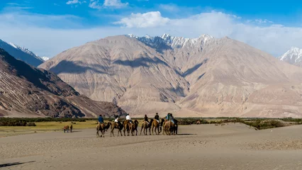 Crédence de cuisine en verre imprimé Himalaya Hunder, Leh Ladakh, India - Hunder is a village in the Leh district of Ladakh, India famous for Sand dunes, Bactrian camels. Tourists love to take aride on double hump camels.