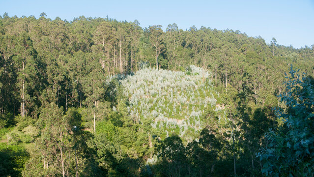 Bosque de eucaliptos nuevo rodeado de antiguo