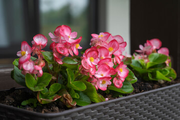 A beautiful flower begonia of fuchsia color growing in the pot at the terrace. Planting and gardening concept