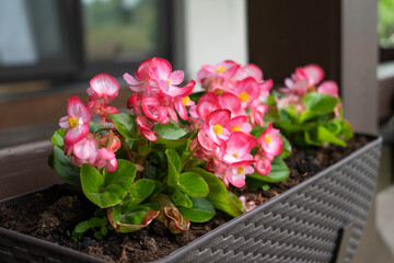 A beautiful flower begonia of fuchsia color growing in the pot at the terrace. Planting and gardening concept