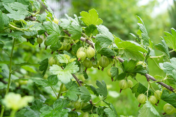 A green bush of gooseberry growing in the garden