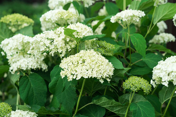 White flowers of hydrangea growing in the garden