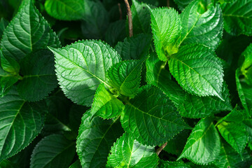 A background of fresh green hydrangea leaves growing in the garden