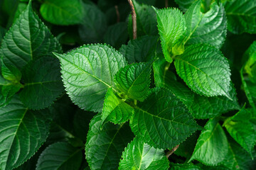 A background of fresh green hydrangea leaves growing in the garden