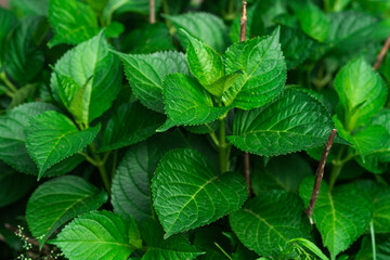 A background of fresh green hydrangea leaves growing in the garden