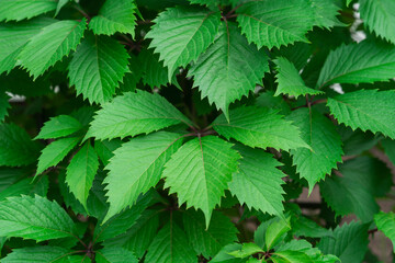 A background of the green leaves of Parthenocissus growing in the garden