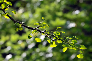 green ginkgo leaves in spring	
