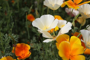 Obraz na płótnie Canvas Summer background. Flowers of eschscholzia californica or californian poppy, flowering plant of family papaveraceae