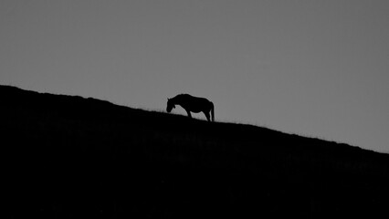 Obraz na płótnie Canvas Horse silhouette on mountain ridge 