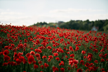 Beautiful summer day over the red poppy flower field. Countryside field with wild flowers and herbs.