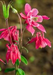 pink columbine blooms in a flower garden