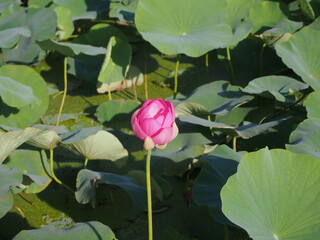 日の光を浴びる大賀ハスのつぼみ