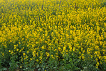 Obraz premium Rape field and mountain range in Spring
