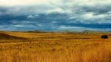 field of wheat and blue sky