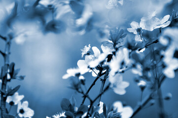 blossom plum flowers in springtime