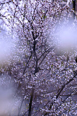 blossom plum flowers in springtime
