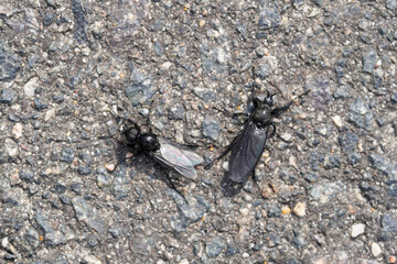 March fly male and female. Close-up of the insects. Bibio marci.
