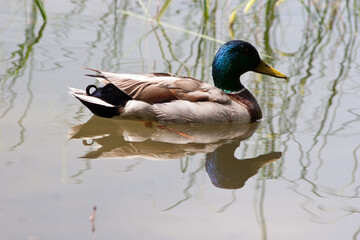 duck on a lake