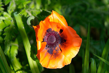 Close-up of the red flower of the poppy. Papaver.
