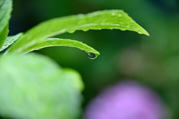 雨の滴と葉