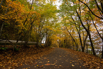 Naklejka premium Natural walk route against colorful leaves in the autumn season.