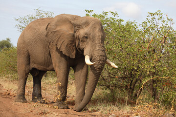 Obraz premium Afrikanischer Elefant / African elephant / Loxodonta africana