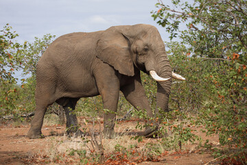 Obraz premium Afrikanischer Elefant / African elephant / Loxodonta africana