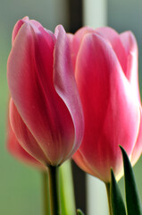 blossoming tulips in spring