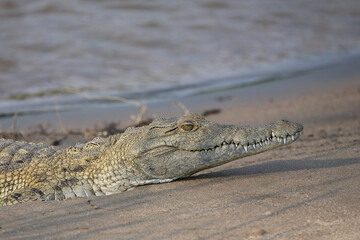 Nilkrokodil / Nile Crocodile / Crocodylus Niloticus