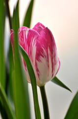 blossoming tulips in spring