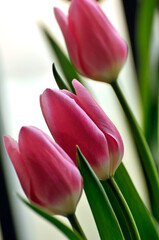 blossoming tulips in spring