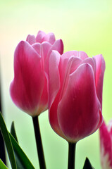 blossoming tulips in spring