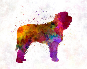Otterhound in watercolor