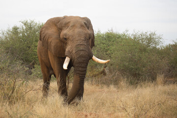 Fototapeta premium Afrikanischer Elefant / African elephant / Loxodonta africana