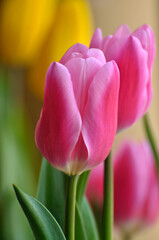 blossoming tulips in spring