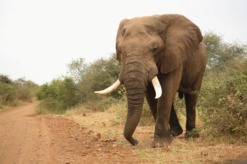 Fototapeta premium Afrikanischer Elefant / African elephant / Loxodonta africana