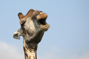 Obraz premium Giraffe / Giraffe / Giraffa Camelopardalis