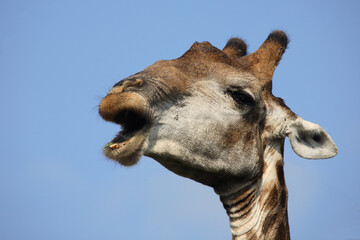 Obraz premium Giraffe / Giraffe / Giraffa Camelopardalis