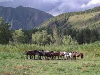 Fototapeta na wymiar A herd of horses grazes against the backdrop of mountains. There are storm clouds in the sky. Hobby. Leisure. Animal care. Horses.