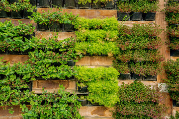 Decorative vertical garden with plants as urban design and development