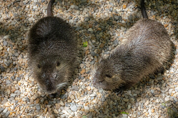Two brown wet nutria together waiting in the sun to get dry