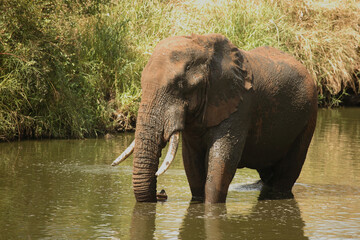 Fototapeta na wymiar Afrikanischer Elefant im Nhlowa River/ African elephant in Nhlowa River / Loxodonta africana