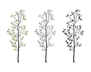 teak tree vector. teak tree with various color models