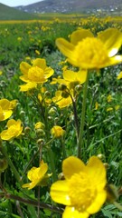 field of flowers