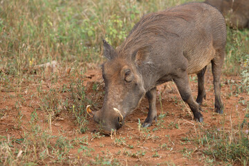 Warzenschwein / Warthog / Phacochoerus africanus