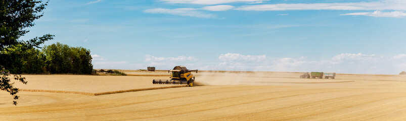 Panoramic view at combine harvester working on a wheat field. Harvesting the wheat. Agriculture....